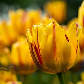 Gele tulpen weide en tulp met rood accent van Sofie Duchateau