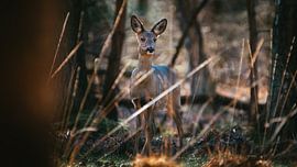 Ree in the Dutch forests in an observant position by Maarten Oerlemans