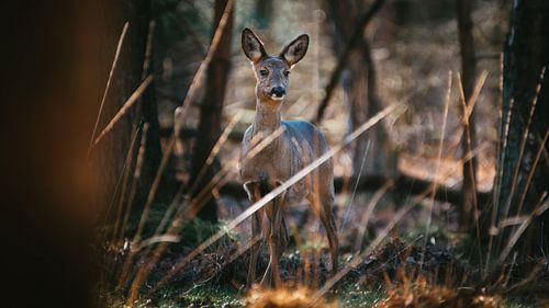 Ree in oplettende houding in de Nederlandse bossen