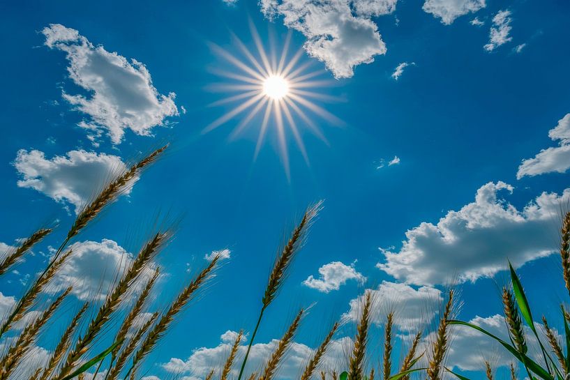 Strahlender Sonnenschein über Feldern von Poster Art Shop