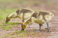 Adorable Young Canada Goose Grazing