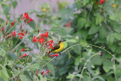 tuinzonnevogel (Cinnyris jugularis) Queensland, Australië