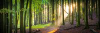 Bos in Jasmund Nationaal Park van Martin Wasilewski thumbnail