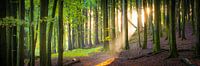 Wald im Nationalpark Jasmund