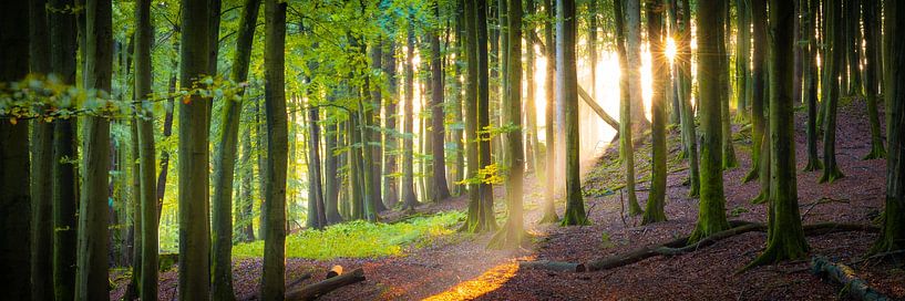 Bos in Jasmund Nationaal Park van Martin Wasilewski