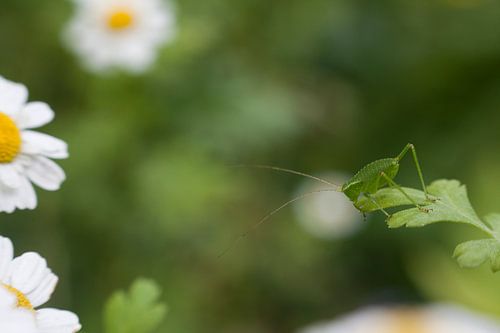Struiksprinkhaan op "grote" hoogte