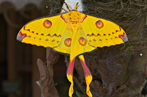 Kometenmotte – Farbenpracht aus Madagaskar