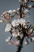 Blüte 16