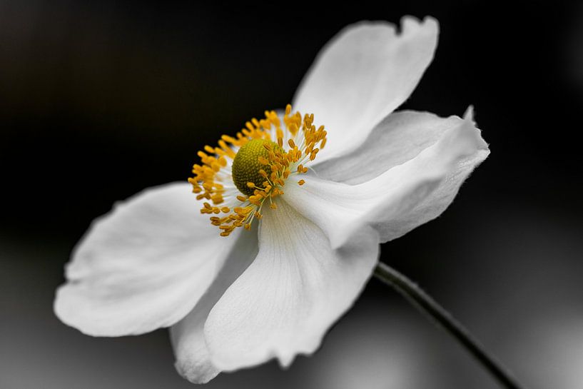 white anemone von Koen Ceusters