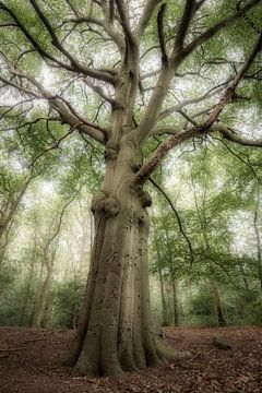 De Boom van Connie de Graaf