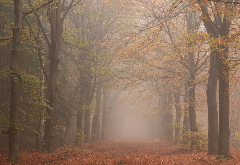 Mysterious vibe in the forest by Manon Zandt