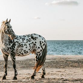 Appaloosa paard portret op strand van Shirley van Lieshout