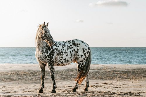 Portrait d'un cheval Appaloosa sur la plage