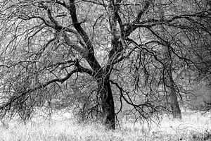 un arbre sur jowan iven