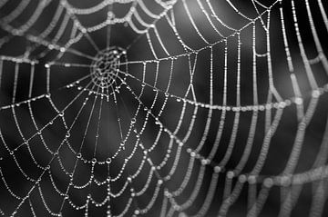 Spinnenweb met dauwparels zwart wit van Stefanie de Boer