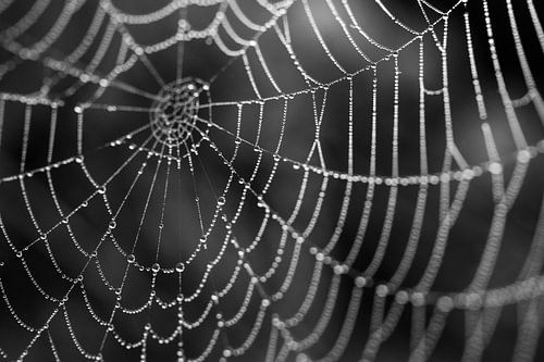 Spinnenweb met dauwparels zwart wit