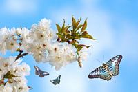 Springtime In The Orchard