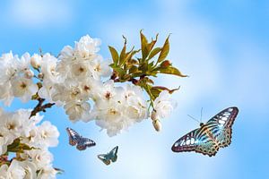 Le printemps dans le verger sur Martin Bergsma