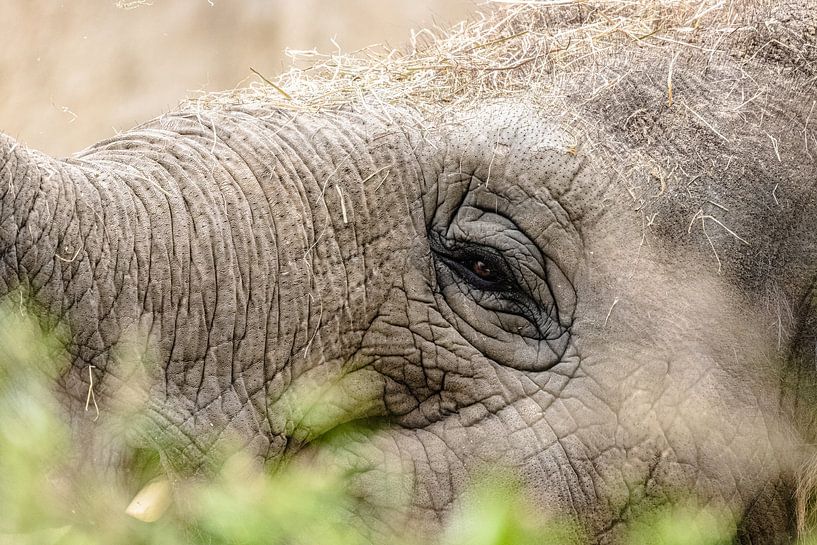 Eye of the Elephant by Steven World Traveller