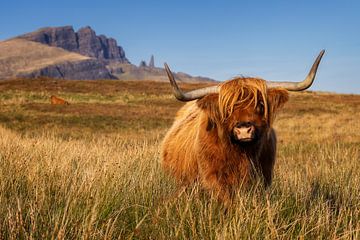 Highland cattle in front of the Old Man of Storr by Daniela Beyer