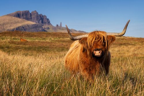 Highland cattle in front of the Old Man of Storr