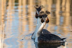 Vogels | Baltsende futen in het avondlicht van Servan Ott