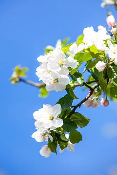Appelbloesem in het voorjaar (lente) van Wim Demortier