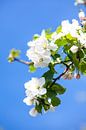 Appelbloesem in het voorjaar (lente) van Wim Demortier thumbnail