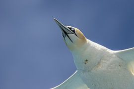 Basstölpel (Morus bassanus) im Flug von Tanja van Beuningen