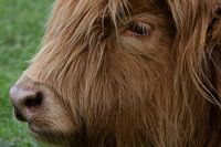 Schotse hooglander close up portret