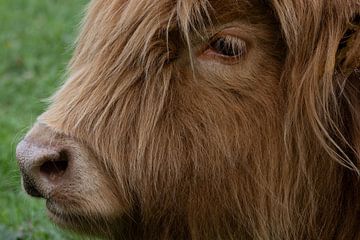 Schotse hooglander close up portret van Fotooz by Brigitte