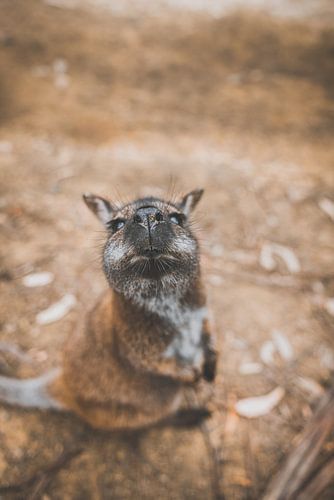 Wallabies dans le parc national de Tasman : une rencontre avec la vie sauvage