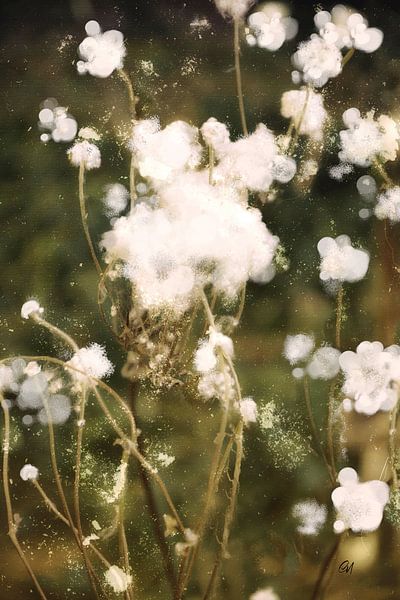 Temps d'automne - après la floraison par Christine Nöhmeier