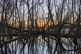 Sassenhein - Haren - Groningen (Pays-Bas)