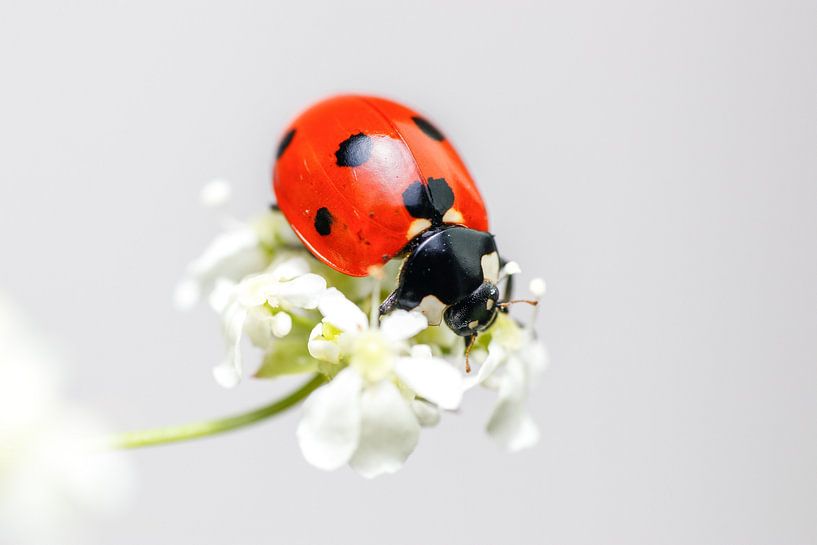 Unzertrennliche von Antoine Deleij