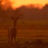 ree in avondlicht van Bianca Blonk