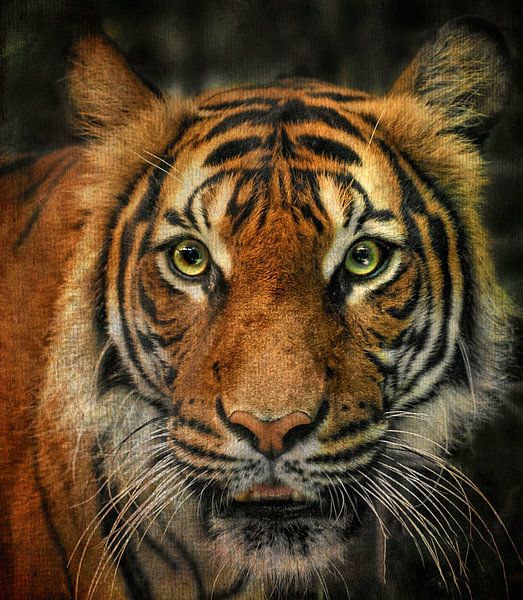 Tiger par Vera Kämpfe