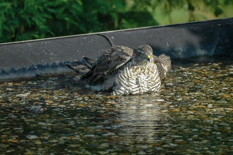 Sparrowhawk / Sparrow Hawk by Henk de Boer