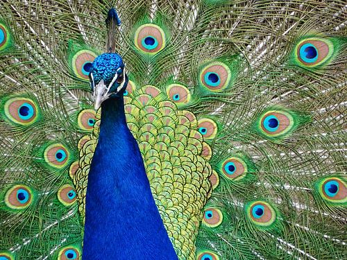 Colourful peacock