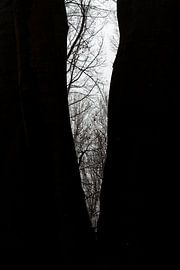 Between the Trees by SPIRIT OF NATURE - Chris Lindhout