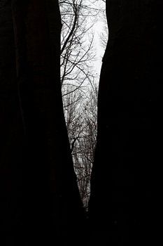 Between the Trees