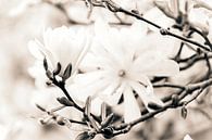 White magnolia par Studio Mirabelle Aperçu