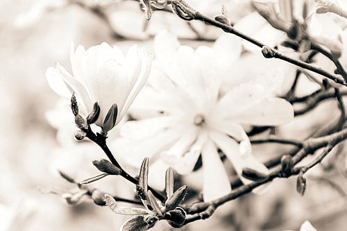 White magnolia