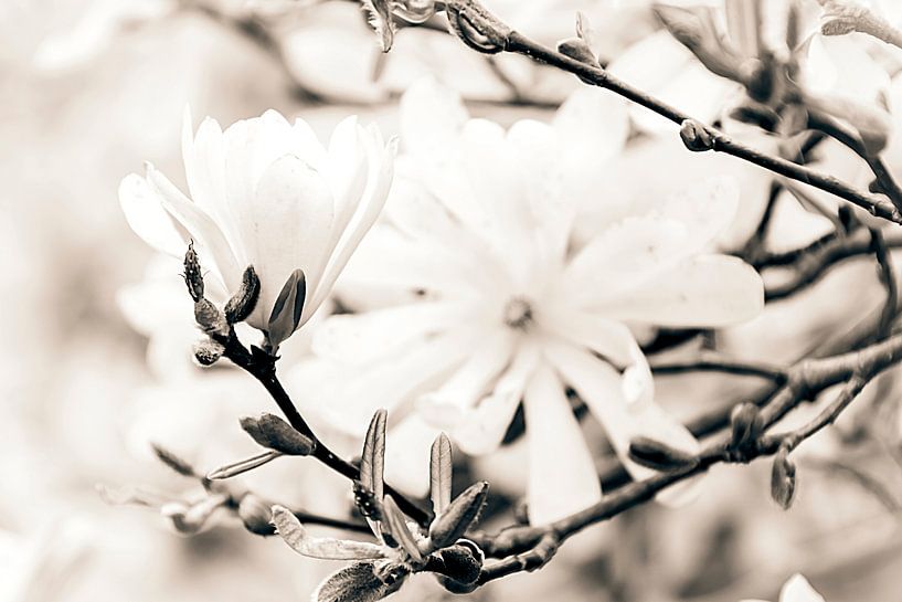 White magnolia par Studio Mirabelle