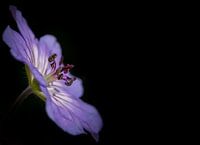 quietness