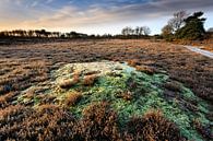 Bevroren mos op de heide van Bakkeveen van Ron ter Burg thumbnail