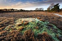Mousse gelée sur la lande de Bakkeveen