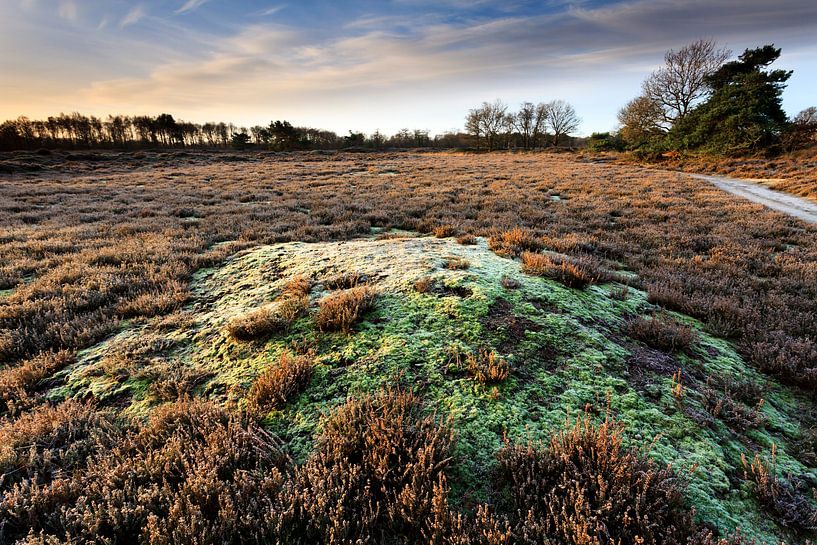 Bevroren mos op de heide van Bakkeveen van Ron ter Burg