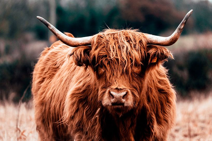 Schotse hooglander van JW Does