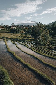 Authentiek tropisch uitzicht in Bali, Indonesië van Troy Wegman